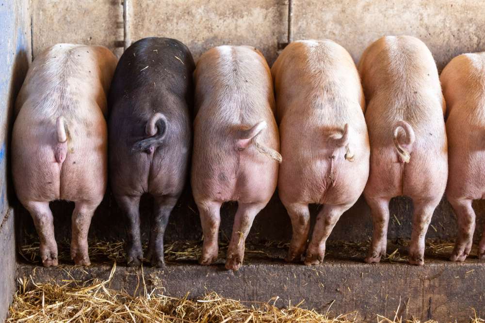 Queues de cochons
