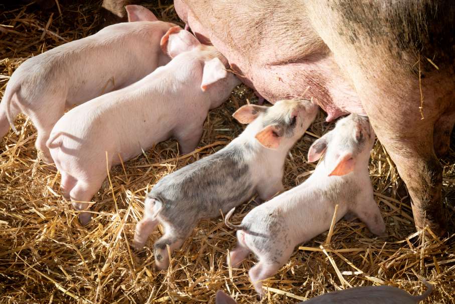 cochons en groupe