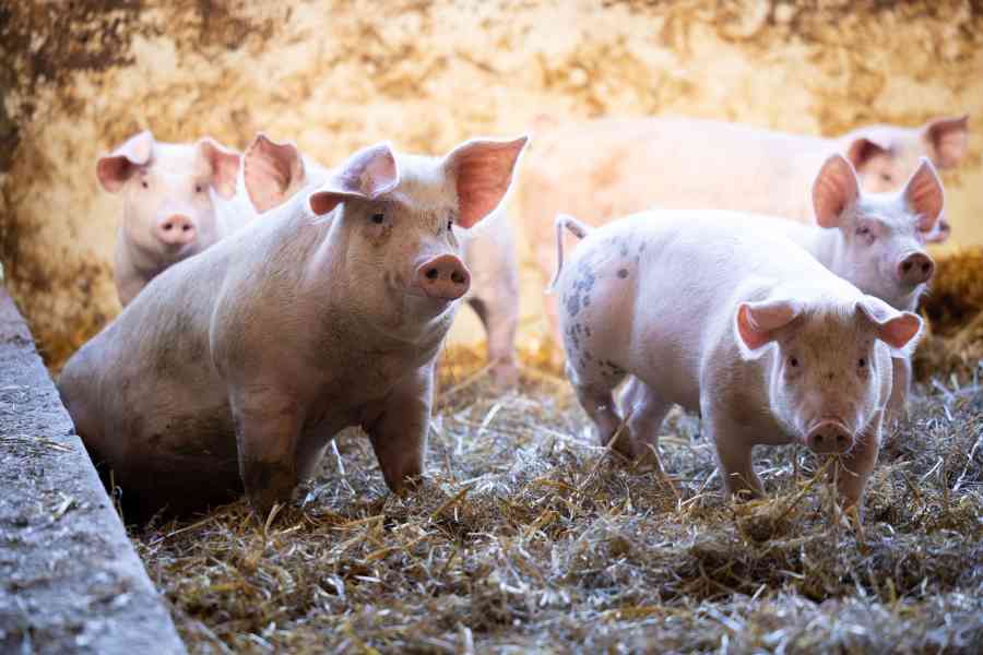 cochons en groupe