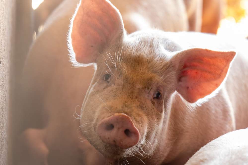 Portrait de cochon
